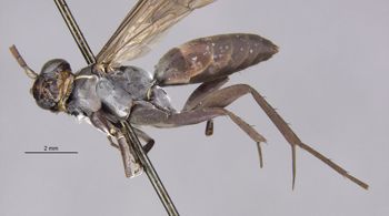 Media type: image;   Entomology 13678 Aspect: habitus lateral view